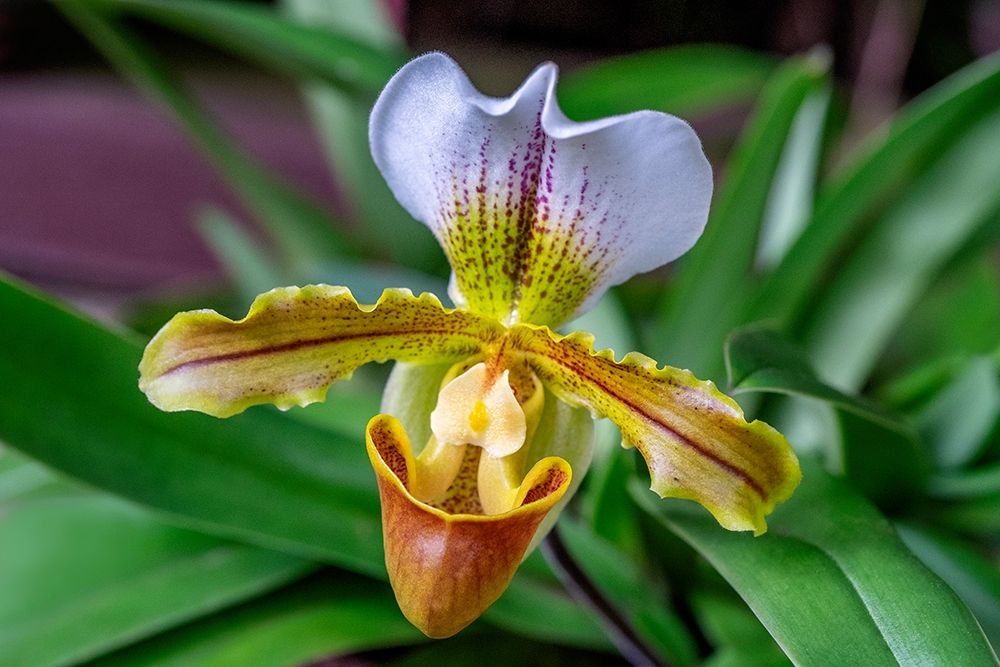 Venus Slipper Orchid